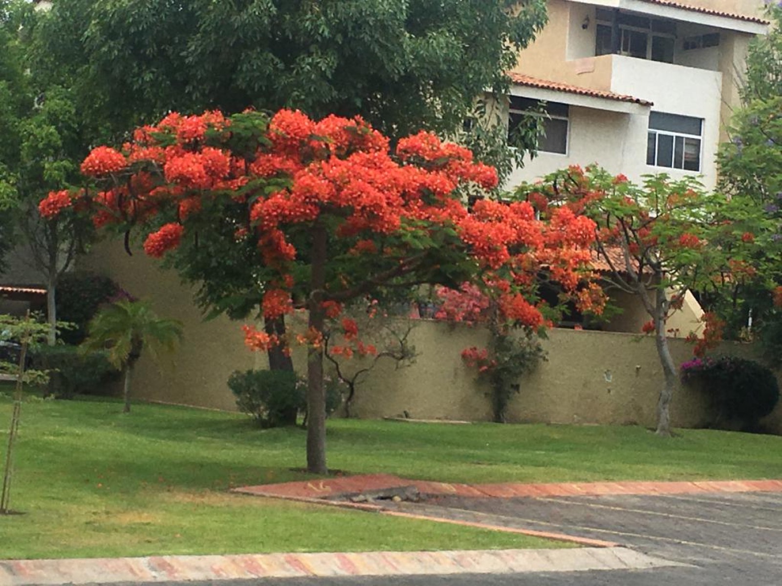 Flamboyán en floración